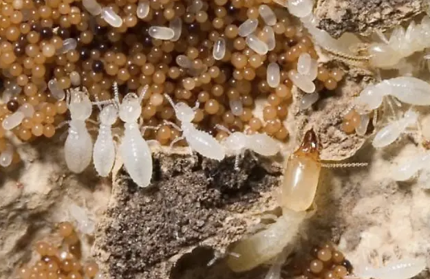 Jasa Basmi Rayap: Solusi Efektif Melindungi Rumah dan Properti Anda